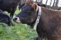 Wearable Sensors in Livestock Farming: A Breakthrough in Methane Emission Reduction